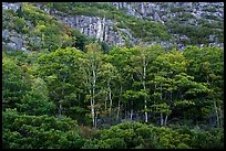 Tress and Champlain Mountains cliffs. Acadia National Park ( color)