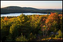 Trees and Eagle Lake, sunset. Acadia National Park ( color)