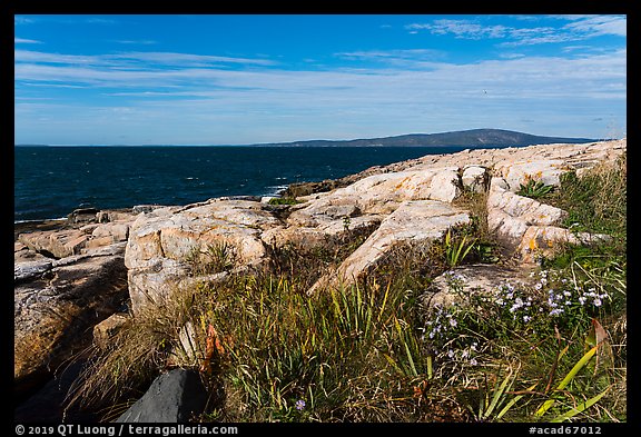 Wildflowers, Schoodic Point. Acadia National Park, Maine, USA.