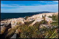 Wildflowers, Schoodic Point. Acadia National Park ( color)