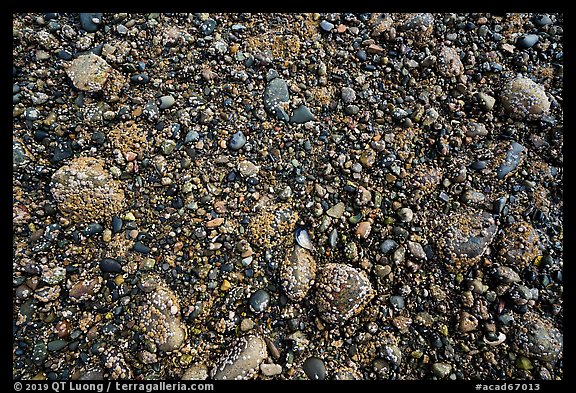 Close up of sea floor exposed at low tide. Acadia National Park (color)