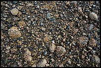 Close up of sea floor exposed at low tide. Acadia National Park, Maine, USA.