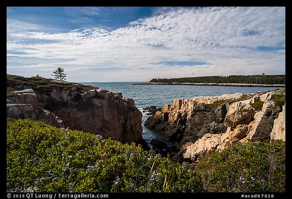 Wildflowers and Schoodic Point from Little Moose Island. Acadia National Park (color)