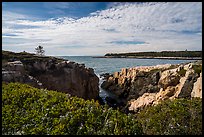 Wildflowers and Schoodic Point from Little Moose Island. Acadia National Park ( color)