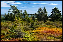Autumn colors, Little Moose Island, Schoodic Peninsula. Acadia National Park ( color)
