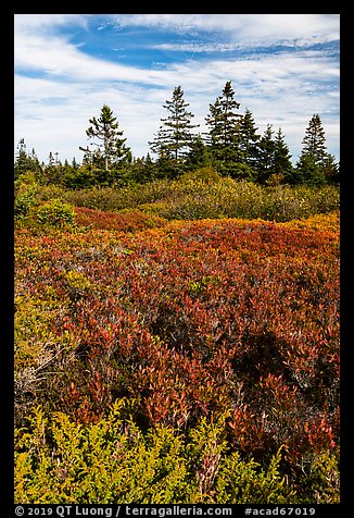 Berry plants and spruce in autumn, Little Moose Island. Acadia National Park (color)