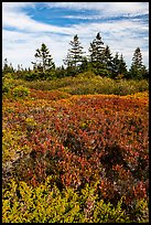 Berry plants and spruce in autumn, Little Moose Island. Acadia National Park ( color)