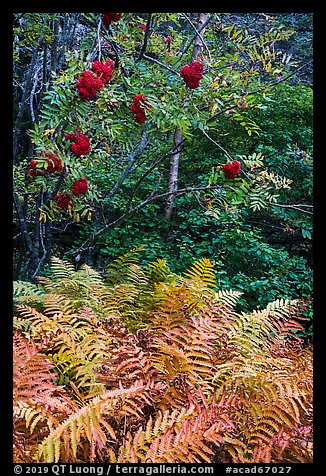 Ferns and tree with berries. Acadia National Park (color)