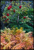 Ferns and tree with berries. Acadia National Park ( color)