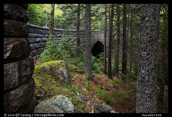 Forest and Hemlock Bridge. Acadia National Park (color)
