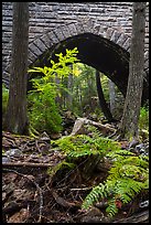 Ferns and Hemlock Bridge. Acadia National Park ( color)