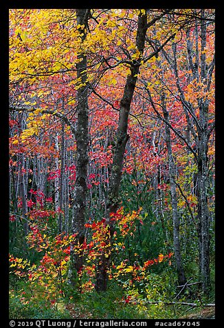 Trees in bright autumn foliage. Acadia National Park (color)