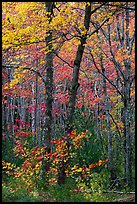Trees in bright autumn foliage. Acadia National Park ( color)