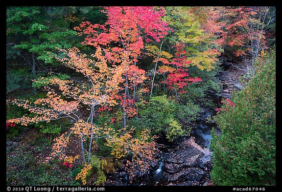 Trees in autumn foliage and Duck Brook from above. Acadia National Park (color)