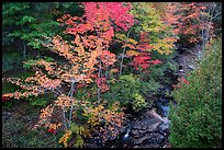 Trees in autumn foliage and Duck Brook from above. Acadia National Park ( color)
