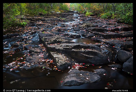 Duck Brook in autumn. Acadia National Park (color)