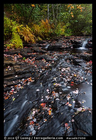 Duck Brook with fallen leaves. Acadia National Park (color)
