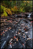 Duck Brook with fallen leaves. Acadia National Park ( color)