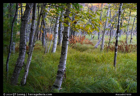 Birch trees, Jesup Path. Acadia National Park (color)