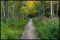 Boardwalk, Jesup Path. Acadia National Park ( color)