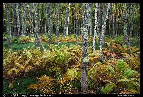 Ferns and trees, Sieur de Monts. Acadia National Park (color)