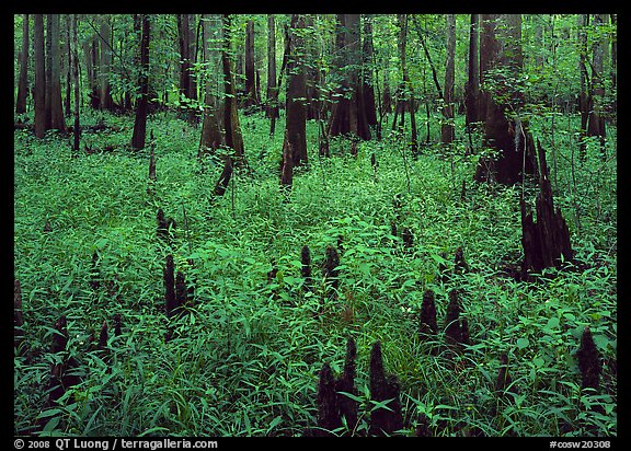 Dry swamp with cypress knees in summer. Congaree National Park, South Carolina, USA.