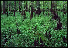 Dry swamp with cypress knees in summer. Congaree National Park ( color)