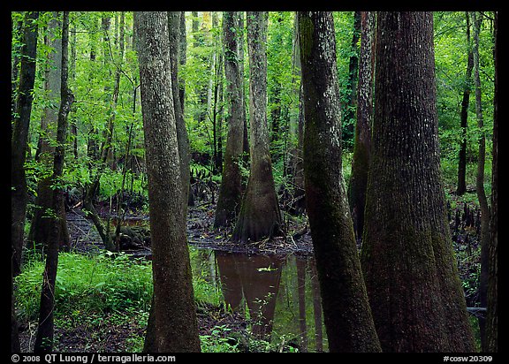 Swamp with bald Cypress and tupelo in summer. Congaree National Park, South Carolina, USA.