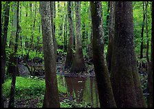 Swamp with bald Cypress and tupelo in summer. Congaree National Park, South Carolina, USA. (color)