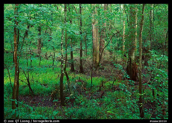 New undercanopy growth in summer. Congaree National Park, South Carolina, USA.