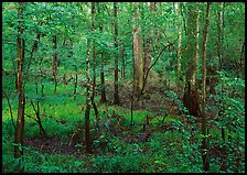 New undercanopy growth in summer. Congaree National Park, South Carolina, USA. (color)