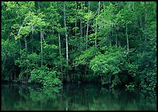 Trees reflected in pond in summer. Congaree National Park, South Carolina, USA. (color)