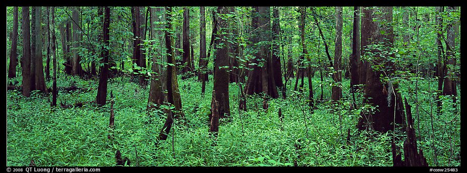 Green forest with cypress knees in summer. Congaree National Park (color)