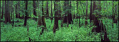 Green forest with cypress knees in summer. Congaree National Park (Panoramic color)