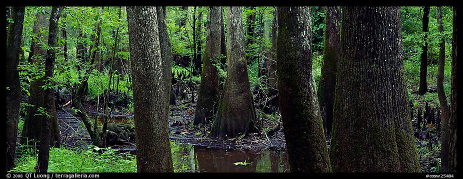 Green swamp forest in summer. Congaree National Park, South Carolina, USA.