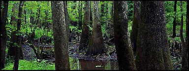 Green swamp forest in summer. Congaree National Park, South Carolina, USA.