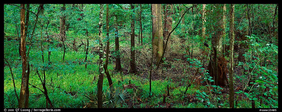 Floodplain hardwood forest in summer. Congaree National Park (color)