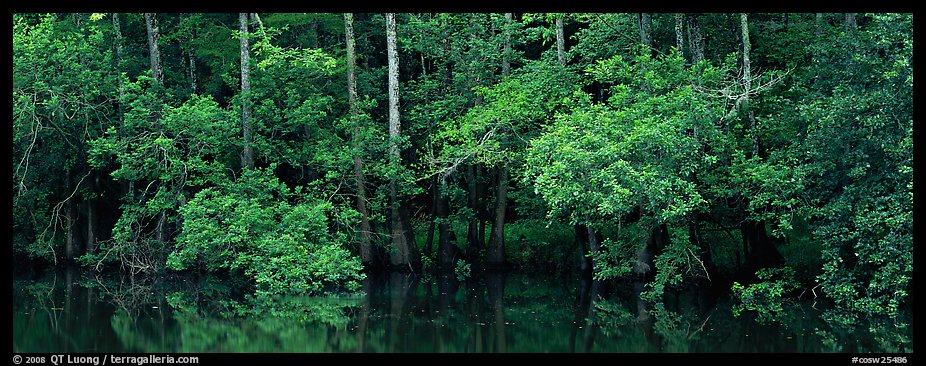 Summer green forest reflected in pond. Congaree National Park (color)