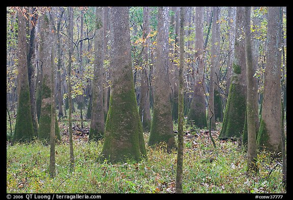 Cypress and tupelo floodplain forest in rainy weather. Congaree National Park, South Carolina, USA.