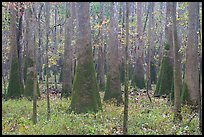 Cypress and tupelo floodplain forest in rainy weather. Congaree National Park, South Carolina, USA. (color)