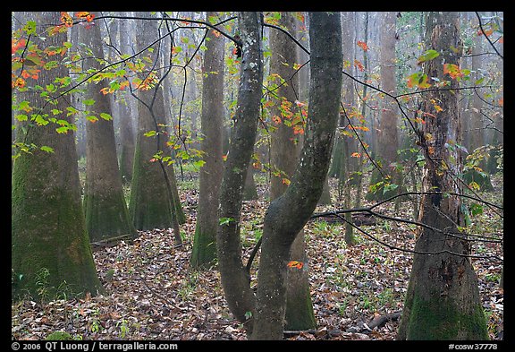 Maple in fall color growing amongst cypress and tupelo. Congaree National Park (color)