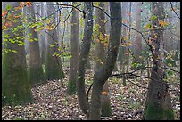 Maple in fall color growing amongst cypress and tupelo. Congaree National Park, South Carolina, USA.