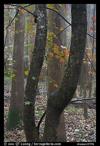 Maple leaves in fall color and floodplain trees. Congaree National Park (color)