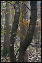 Maple leaves in fall color and floodplain trees. Congaree National Park, South Carolina, USA.