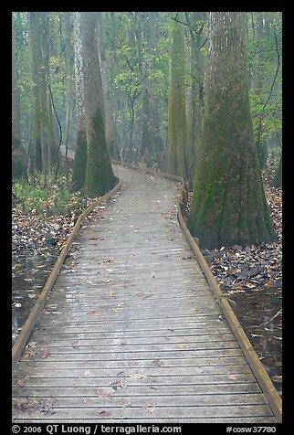 Low boardwalk in misty weather. Congaree National Park (color)