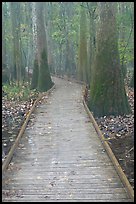 Low boardwalk in misty weather. Congaree National Park, South Carolina, USA. (color)