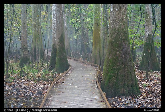 Boardwalk snaking between giant cypress trees in misty weather. Congaree National Park, South Carolina, USA.