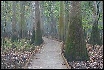 Boardwalk snaking between giant cypress trees in misty weather. Congaree National Park, South Carolina, USA. (color)