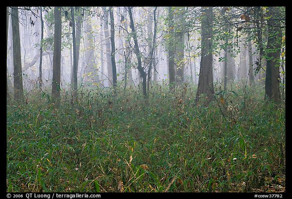 Bamboo and forest in fog. Congaree National Park, South Carolina, USA.