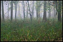 Bamboo and forest in fog. Congaree National Park ( color)